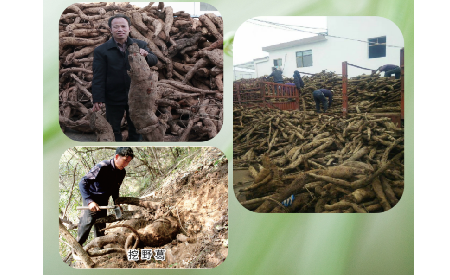 一勺野生葛根粉里的「古今對(duì)話」，從古籍記載到現(xiàn)代餐桌的清涼傳承