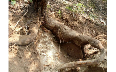 葛根粉：認(rèn)準(zhǔn) 10 年黃金期，拒絕 “年份噱頭”