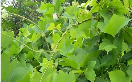 七夕寵妻狂魔就選它！二月風雙有機野生葛根粉，健康又有文化味 