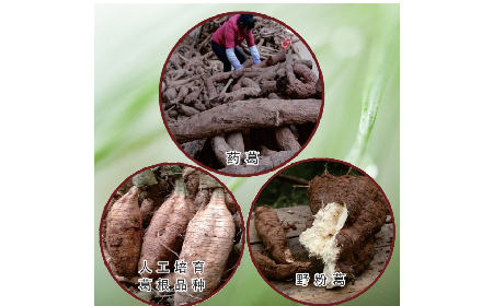 買葛粉是買野生的好？還是野生有機的好？