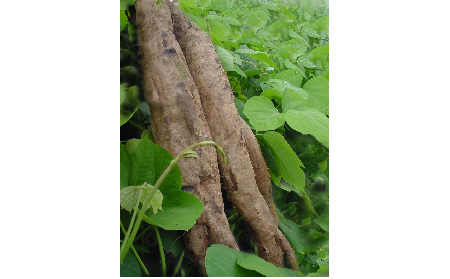正宗的野生葛根粉，本質是淀粉嗎？探秘千年本草中的自然饋贈