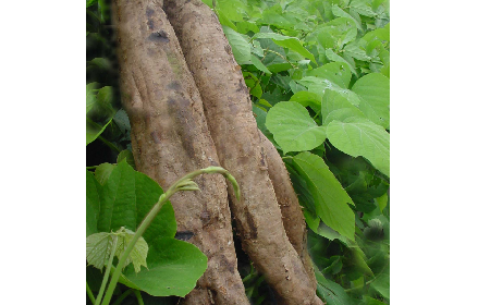 葛粉是什么？解鎖這份藏著千年文化與養(yǎng)生智慧的天然食材