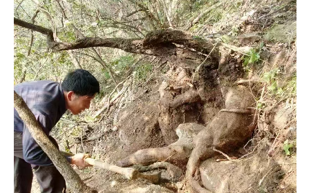 藏在隨州深山里的自然饋禮：二月風(fēng)有機(jī)野生葛根粉，守護(hù)孩子純粹成長