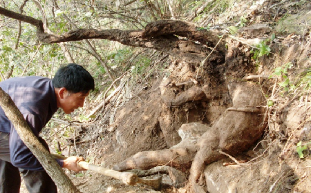 深山藏珍，二月風(fēng)正在大量收購(gòu)寒冬野生葛根